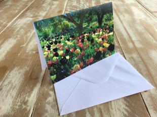 IMG_4480 Tulip Dance wmsm